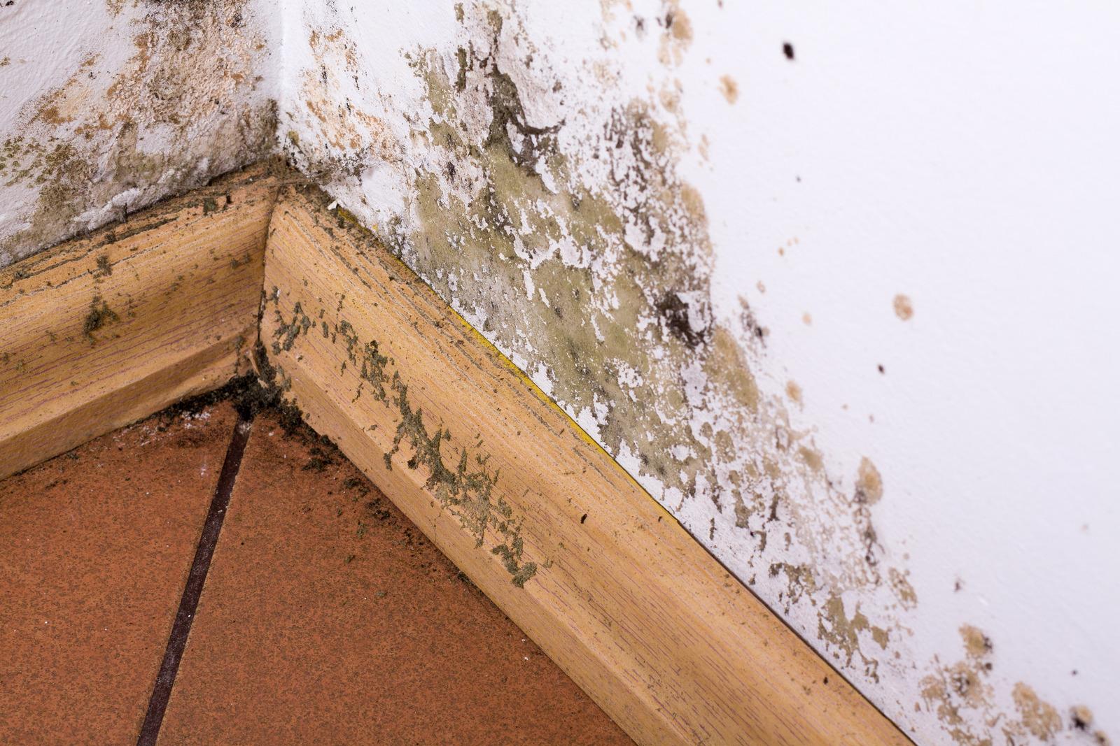 Damp and mold damage showing typical property defects